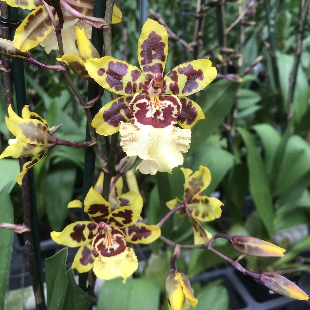 Ons. Wildcat 'Garfield' — Palmer Orchids