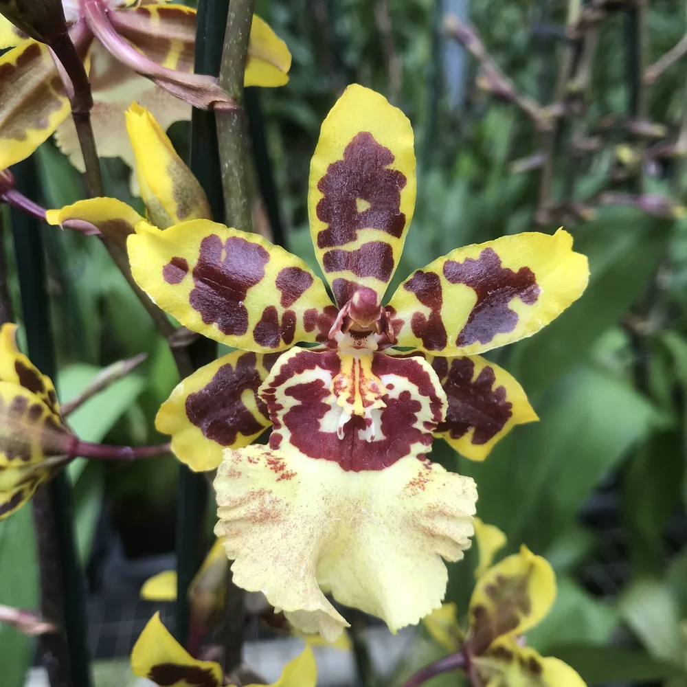Ons. Wildcat 'Garfield' — Palmer Orchids
