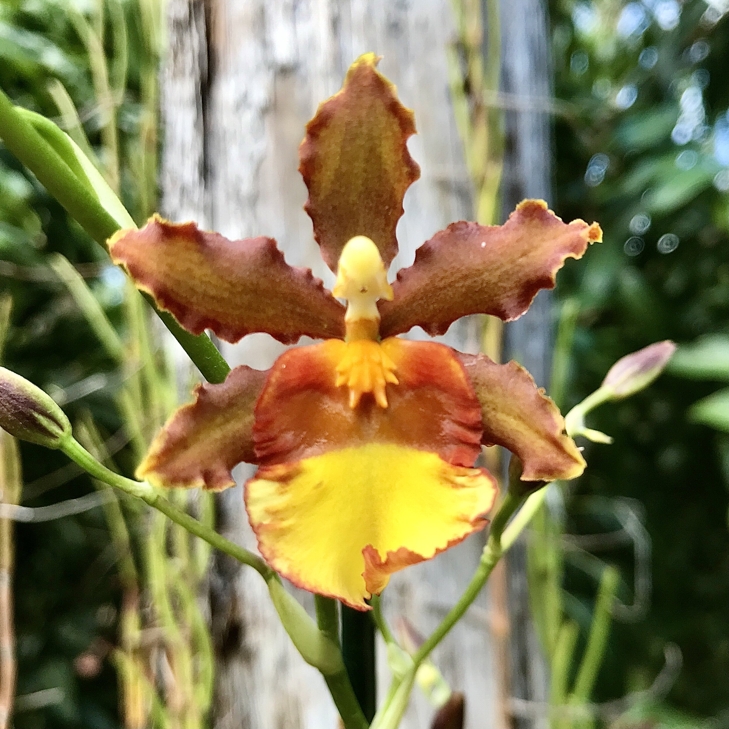 Oncidium Rubinstar NEW ´Exclusive´ Duft NEW Topf Orchidee Orchideen 