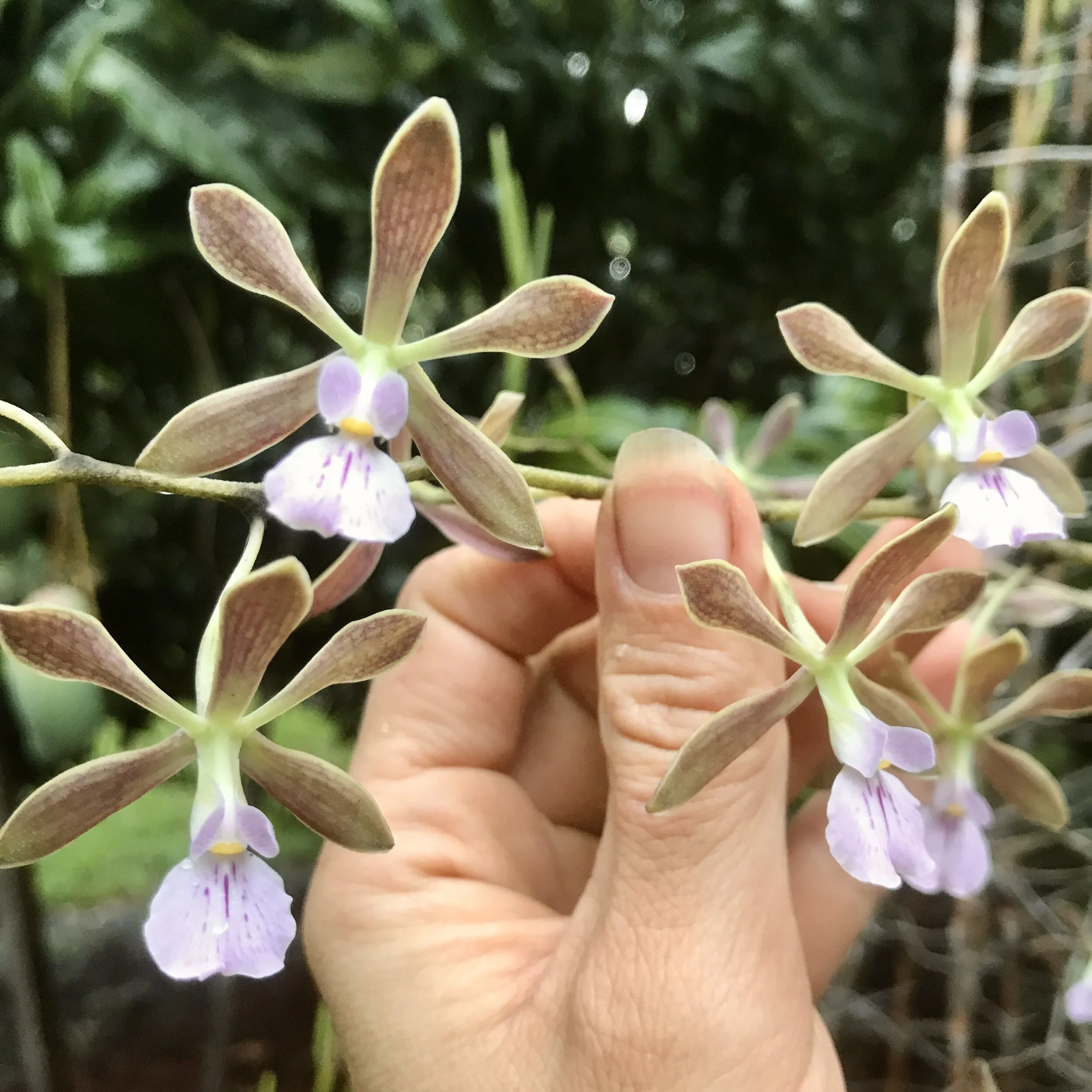 Encyclia steinbachii × howardii