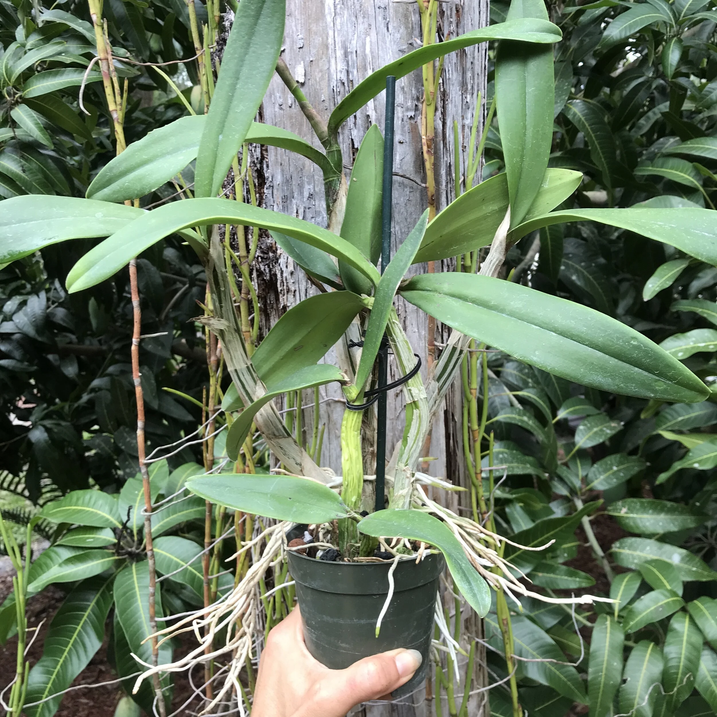 Ctph. Claudia's Grand Sunrise - Palmer Orchids