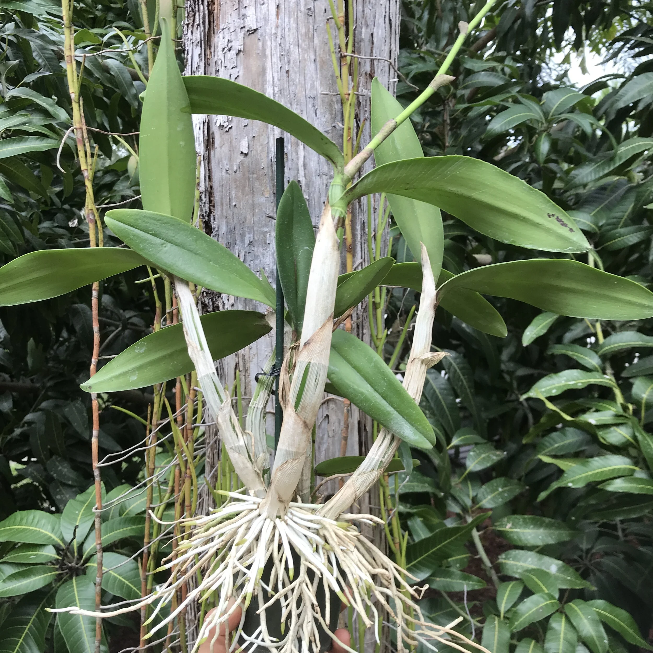 Ctph. Claudia's Grand Sunrise - Palmer Orchids