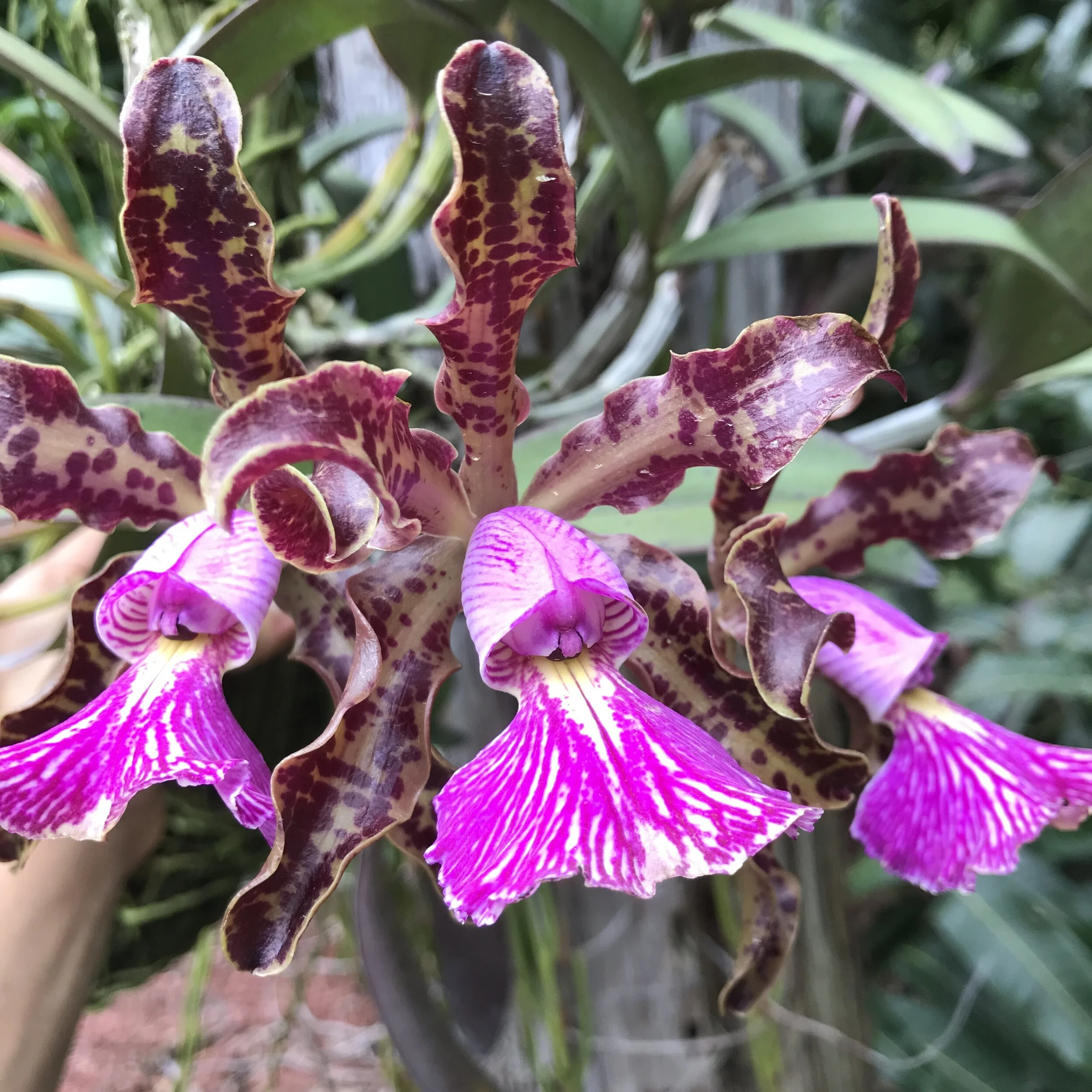 Cattleya schilleriana — Palmer Orchids
