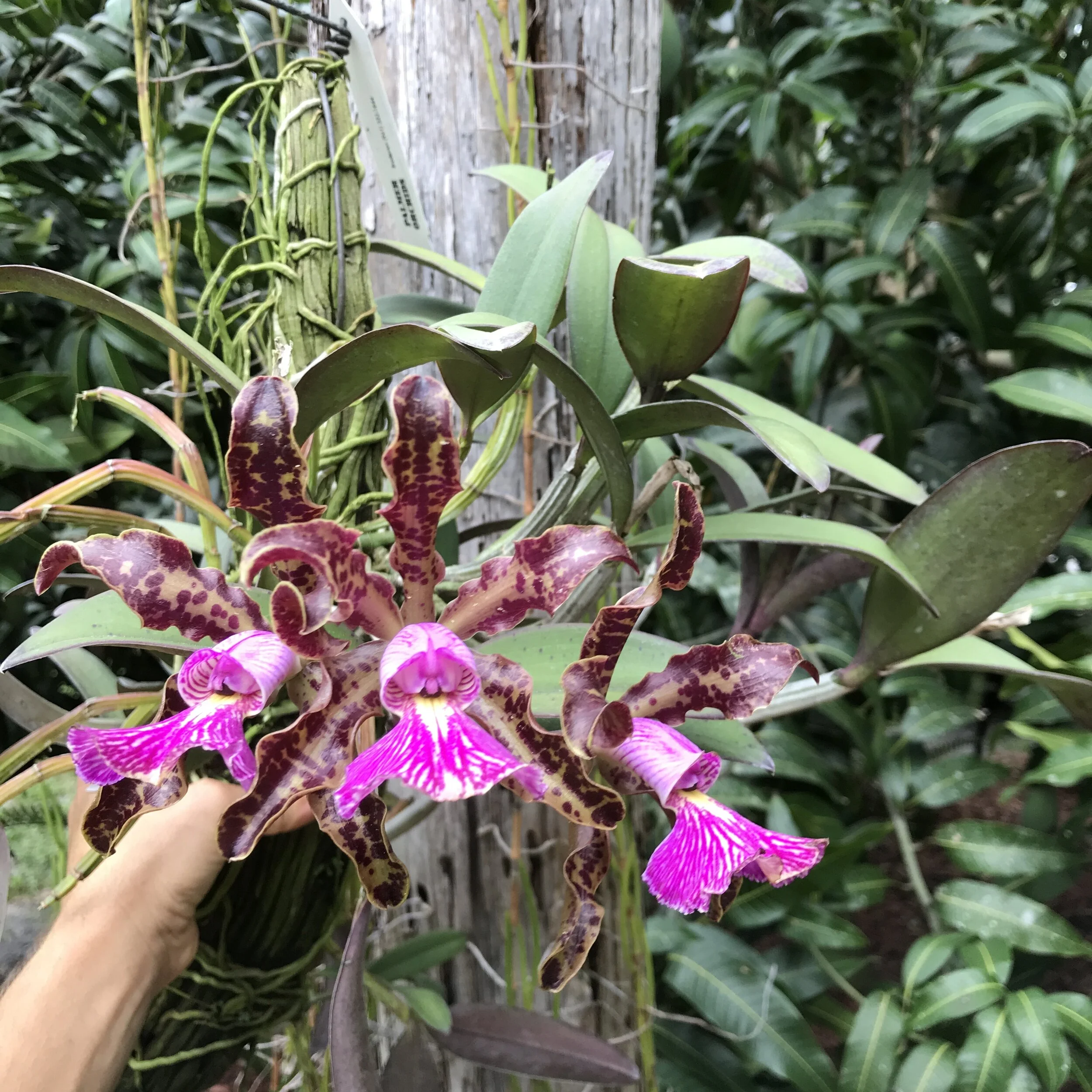 Cattleya schilleriana — Palmer Orchids