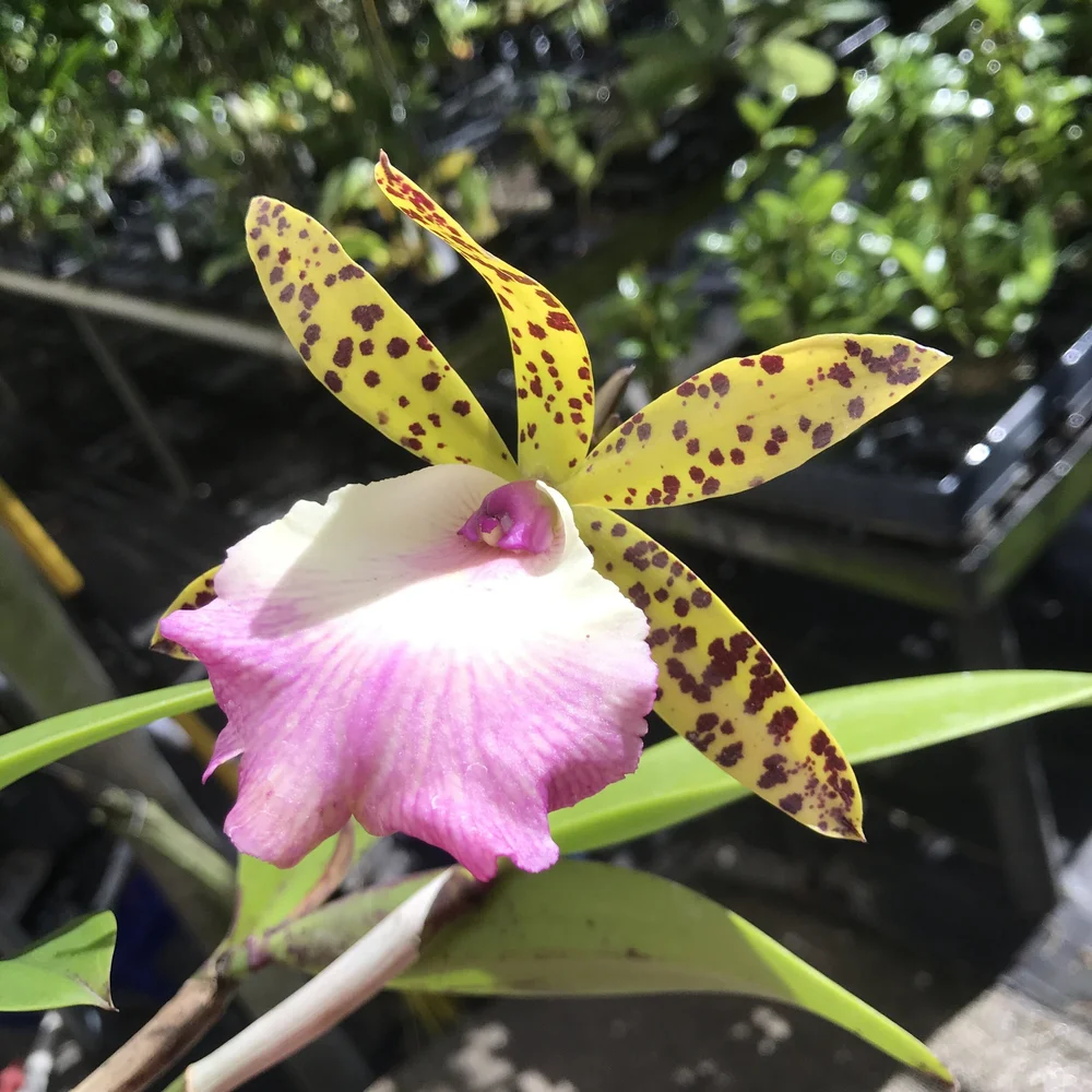 Bc. Theresa Ricci — Palmer Orchids