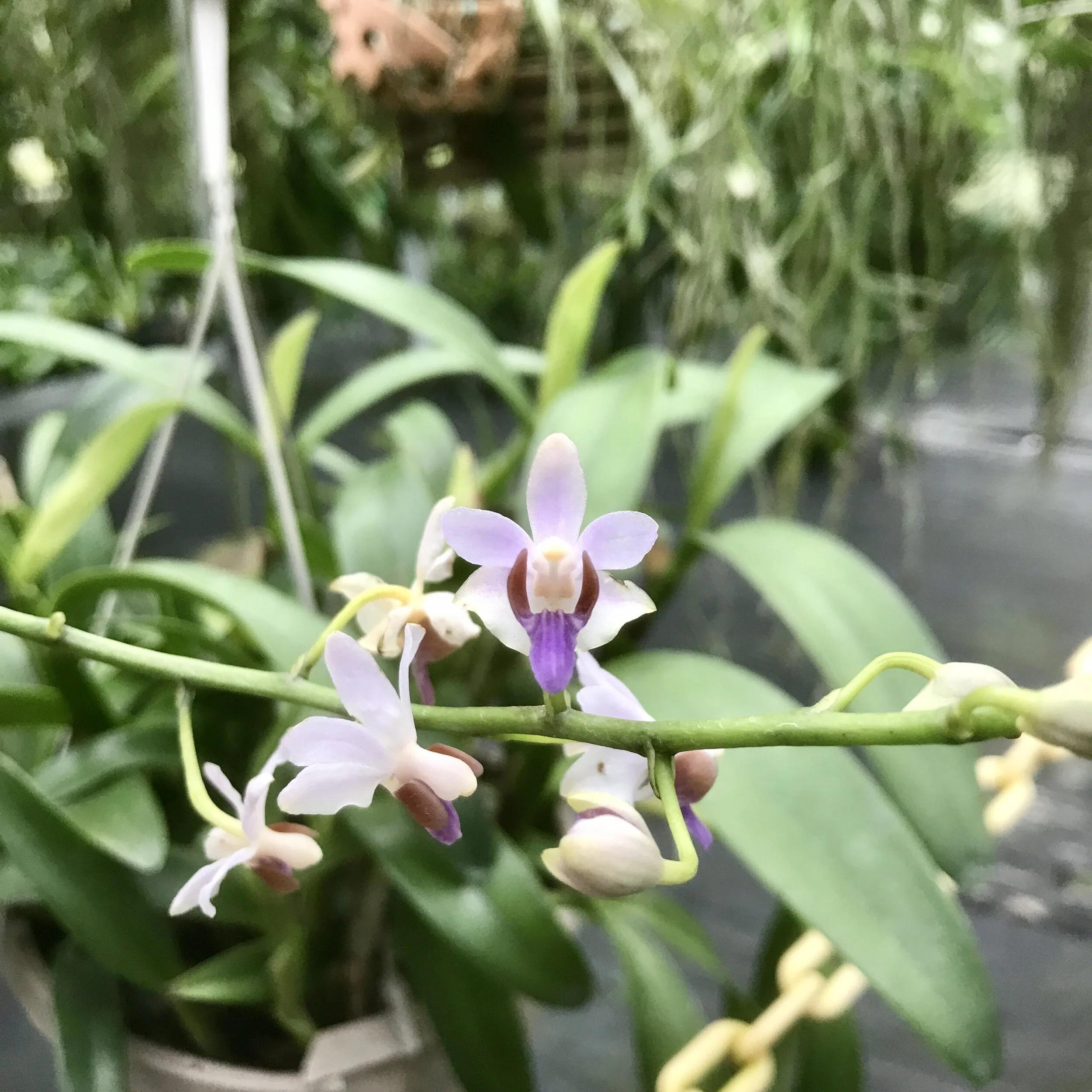Phalaenopsis pulcherrima var. coerulea