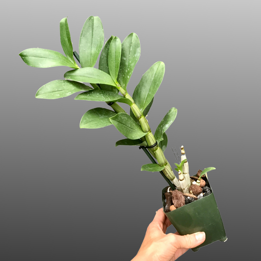 Dendrobium amethystoglossum — Palmer Orchids