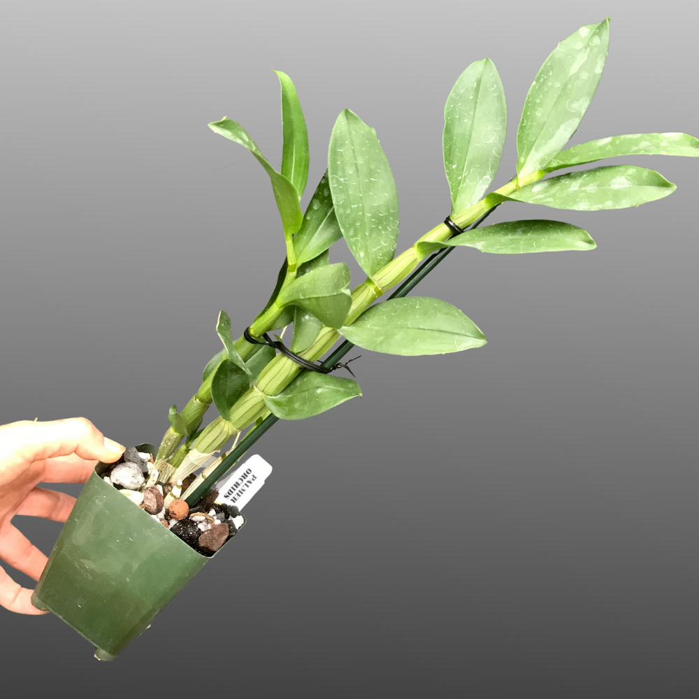 Dendrobium amethystoglossum — Palmer Orchids