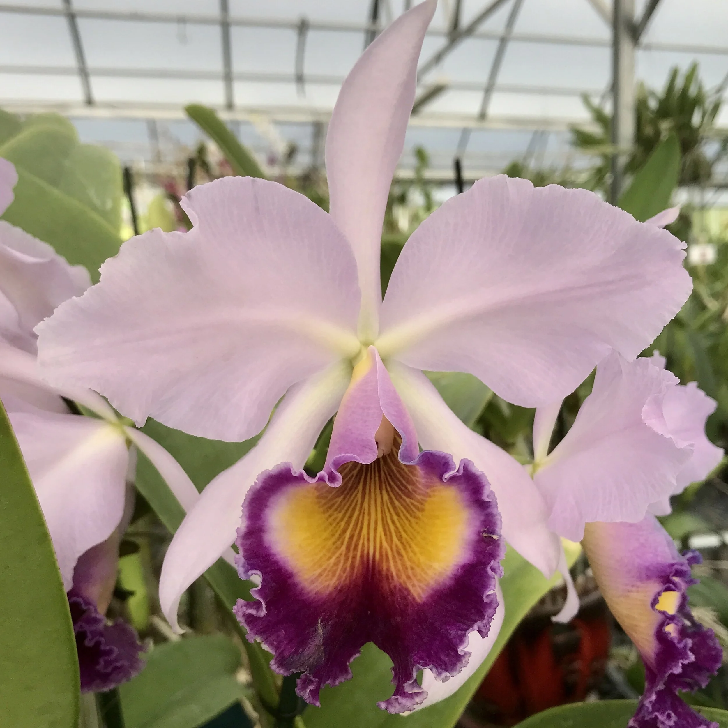 C. Dinard ‘Blue Heaven’ — Palmer Orchids
