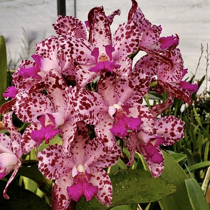 Cattleya amethystoglossa