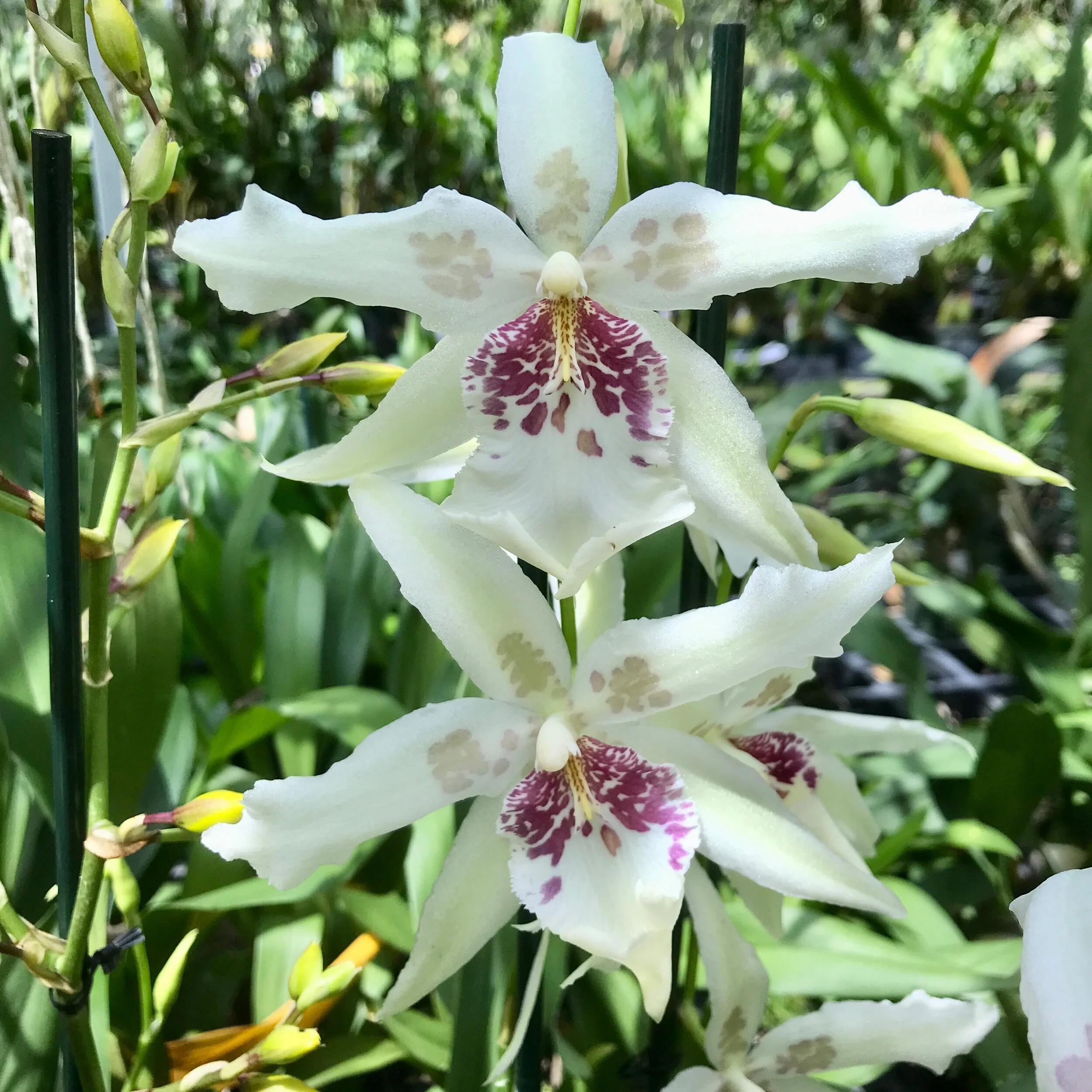 6618797B-AAA1-4662-AE2C-FFA31ECABF83