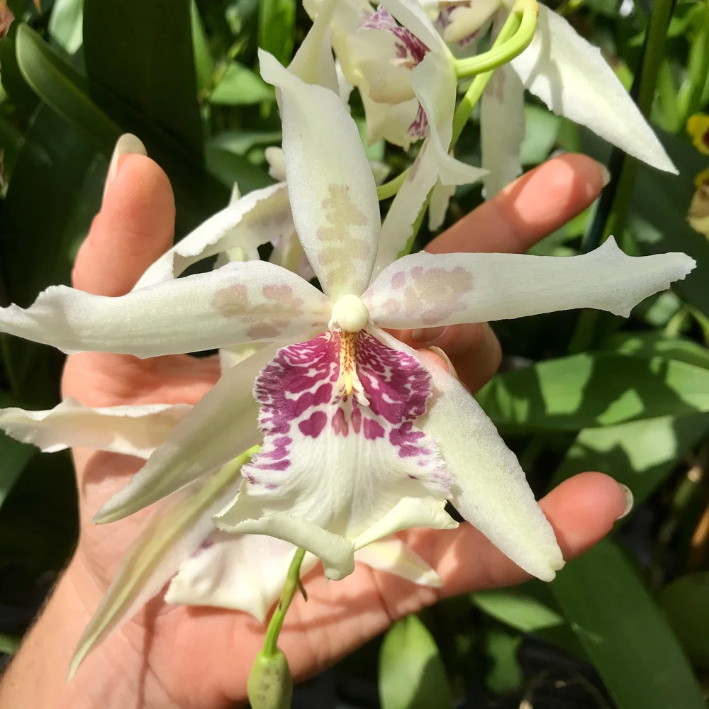 Alcra. Tahoma Glacier 'Green' — Palmer Orchids
