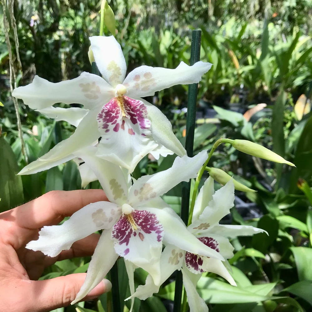 Alcra. Tahoma Glacier 'Green' — Palmer Orchids