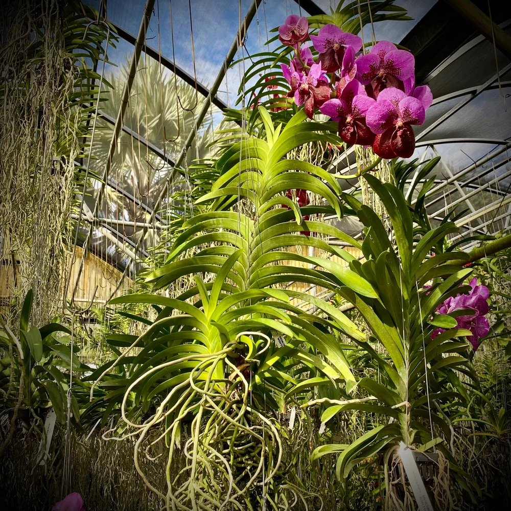 Vanda Chavananand x Chindavat — Palmer Orchids