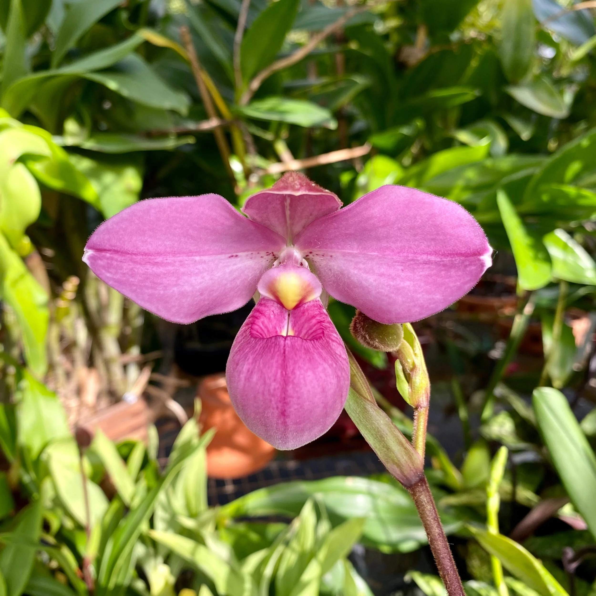 Phrag. Eumelia Aires - Palmer Orchids