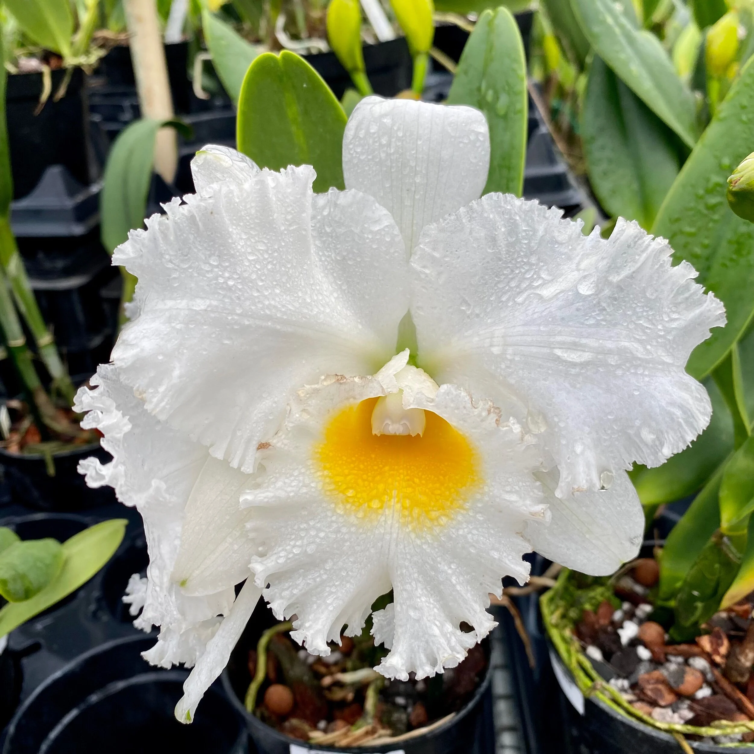 14BBCB53-4C3D-4474-B313-7B8C6D0F6569