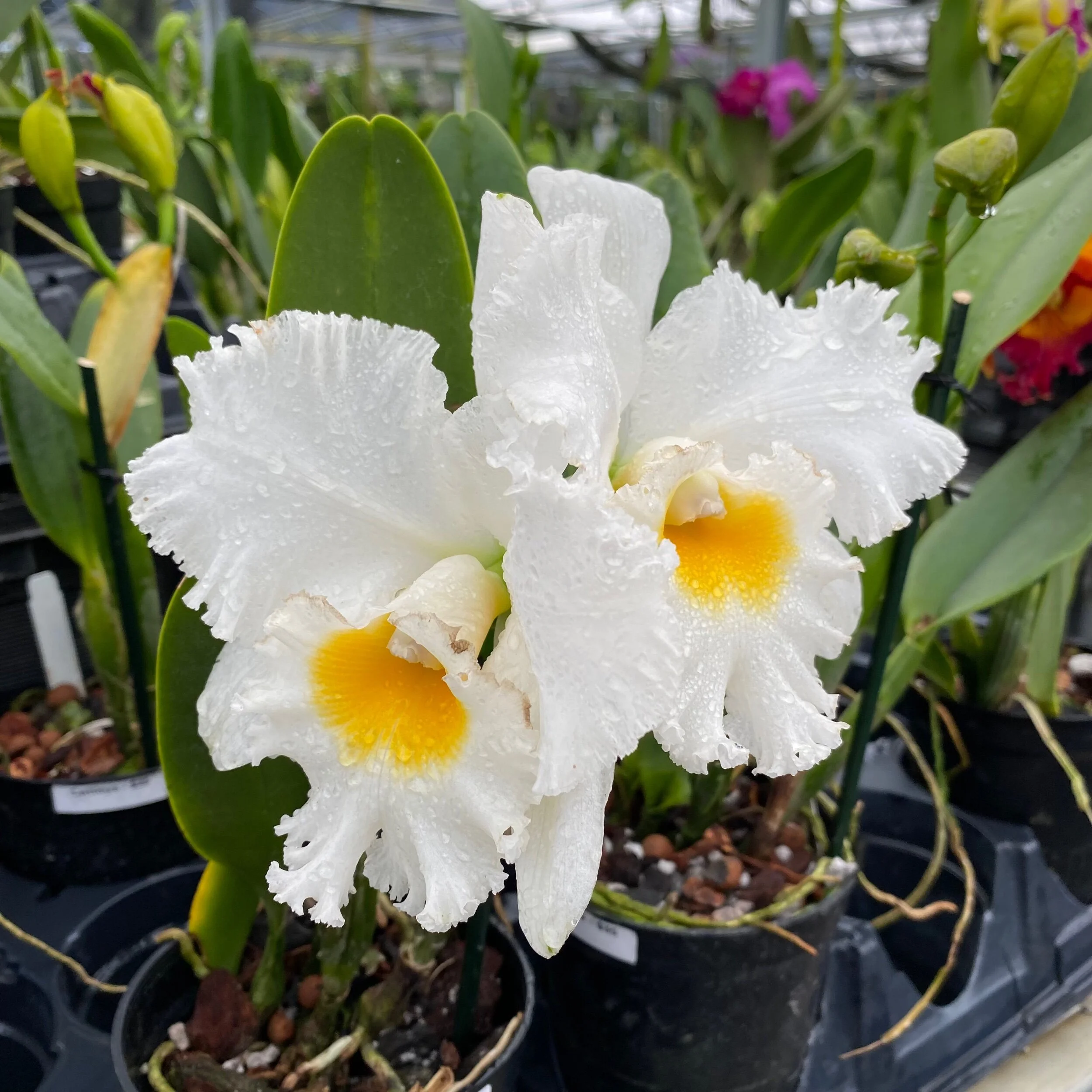 96601236-0855-4F1A-9DDA-148CBAA25D9D