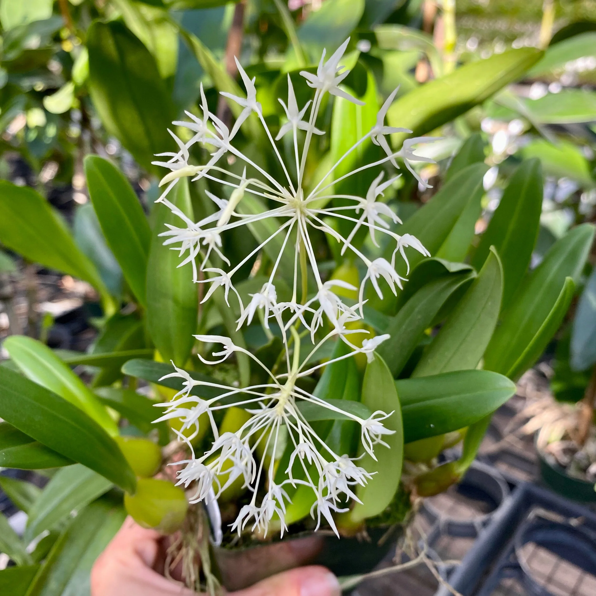 5C52A87F-9B61-445A-A06A-EB2CEB748A74