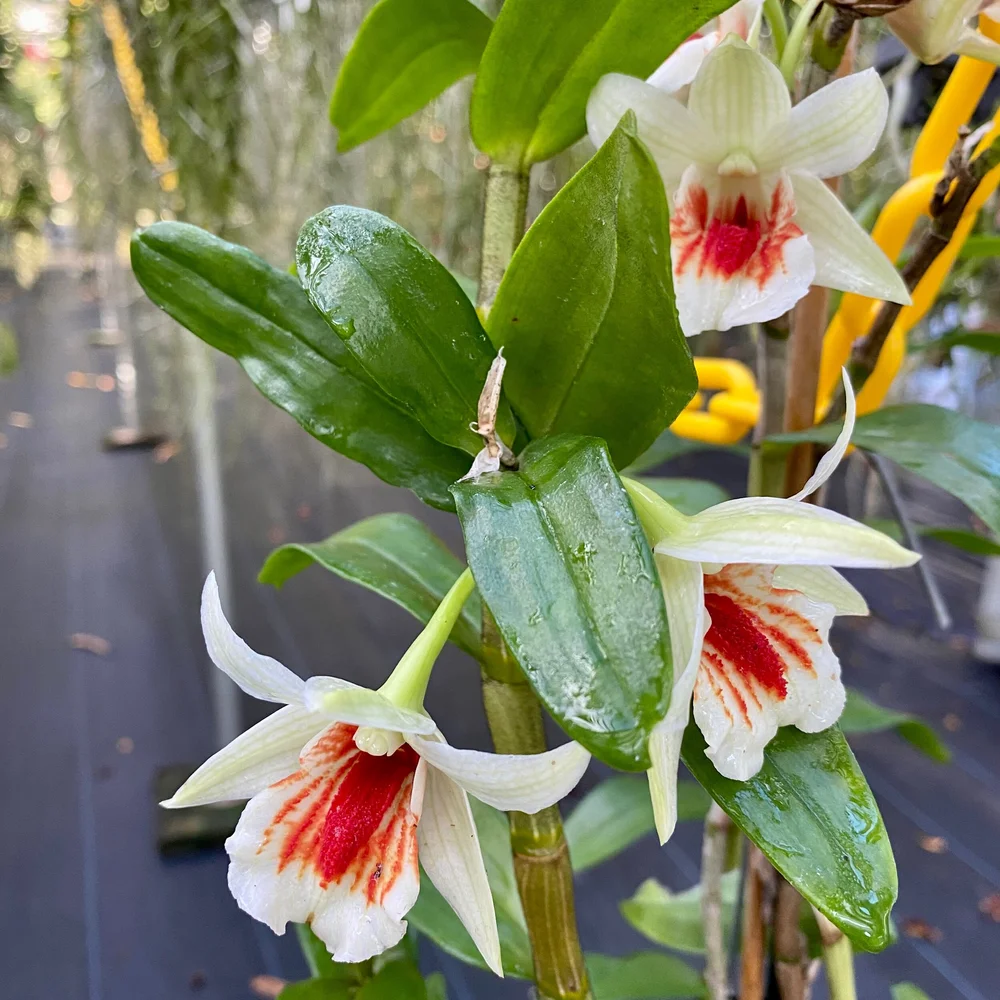 Den. Green Lantern — Palmer Orchids
