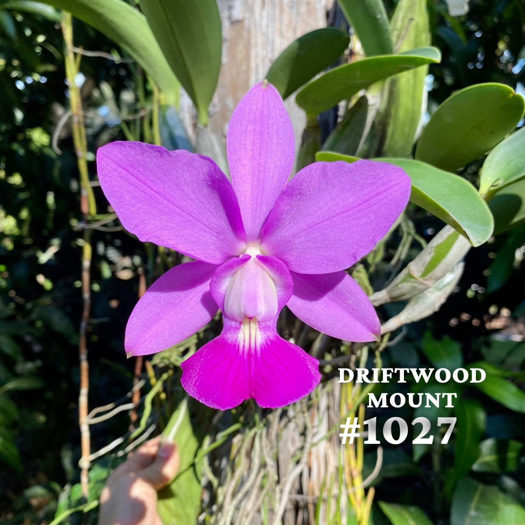 2E7C3A67-089A-4101-8786-AB0FB7375DDA