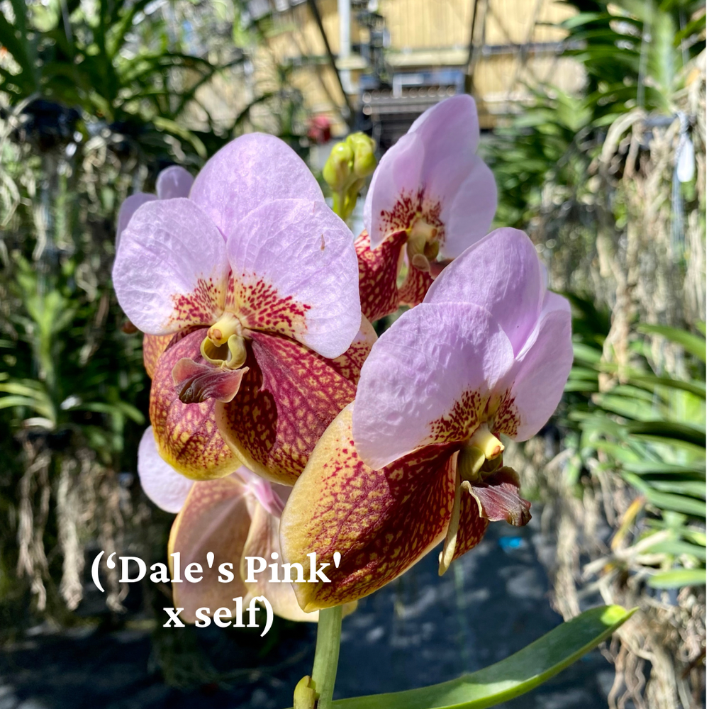 Vanda sanderiana (pink) — Palmer Orchids