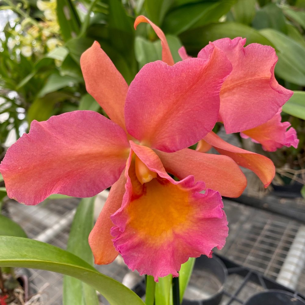 Ctt. Joe Hayden x Rlc. Misty Queen — Palmer Orchids