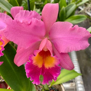 Ctt. Joe Hayden x Rlc. Misty Queen — Palmer Orchids