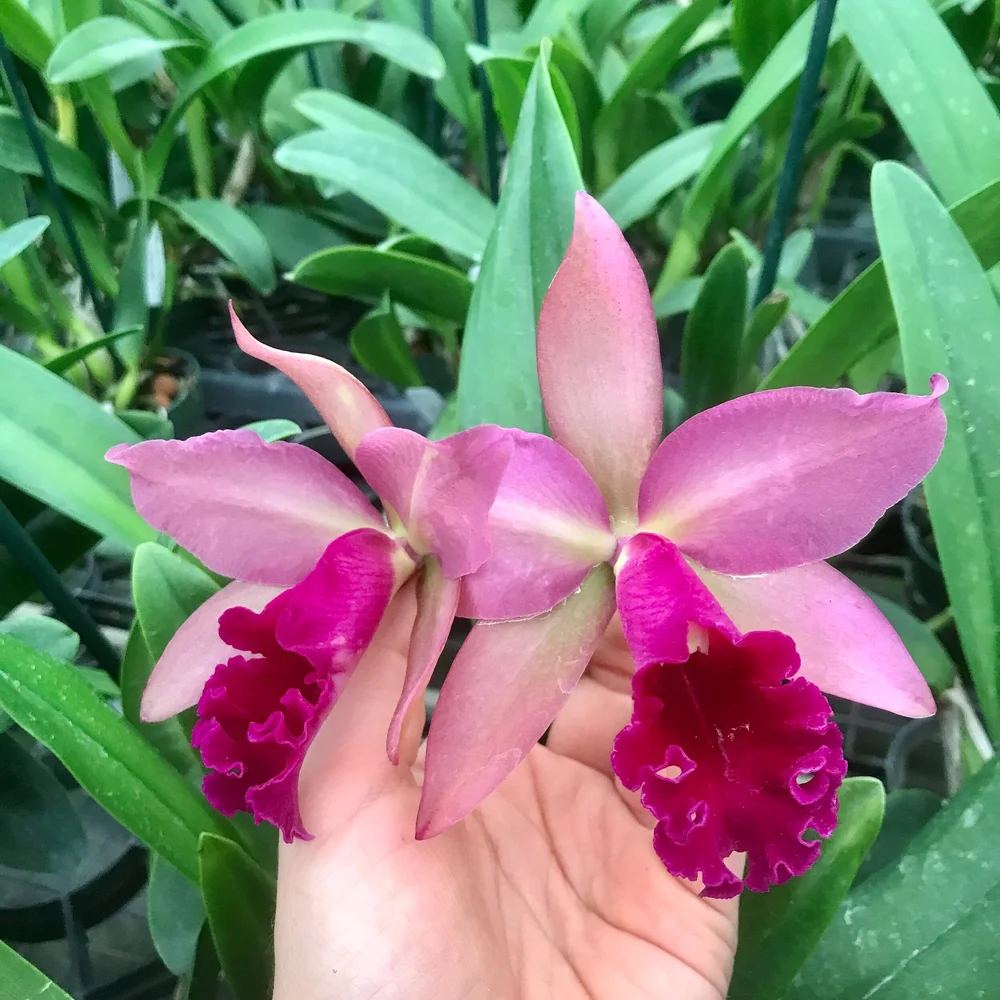 Ctt. Joe Hayden x Rlc. Misty Queen — Palmer Orchids