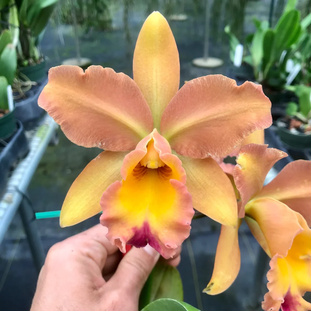 Ctt. Joe Hayden x Rlc. Misty Queen — Palmer Orchids