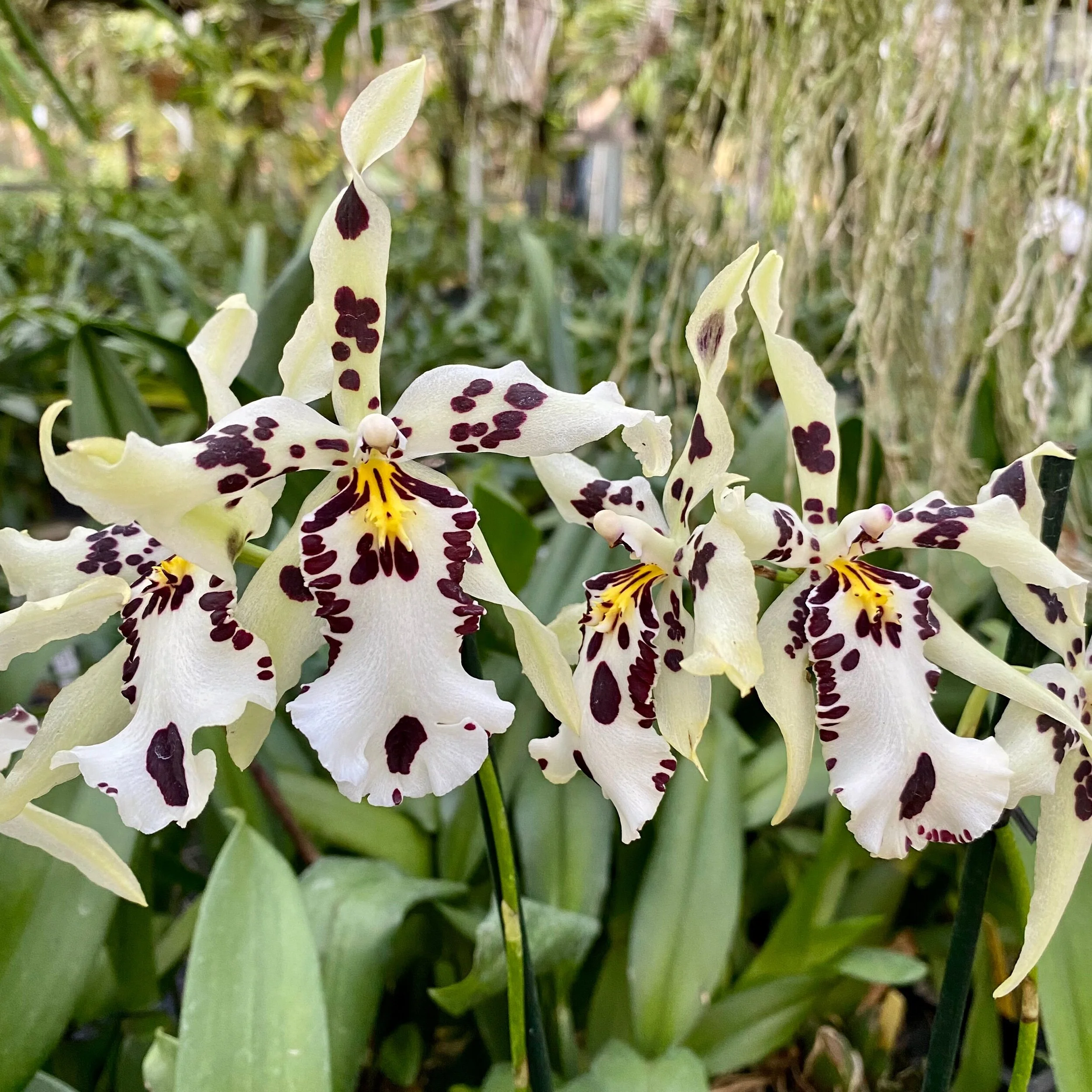 A2F714A1-A69F-462C-B67C-1523B17ADDA0