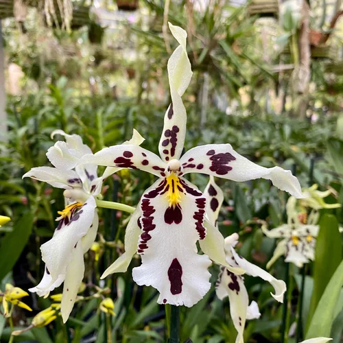 Oncidium — Palmer Orchids