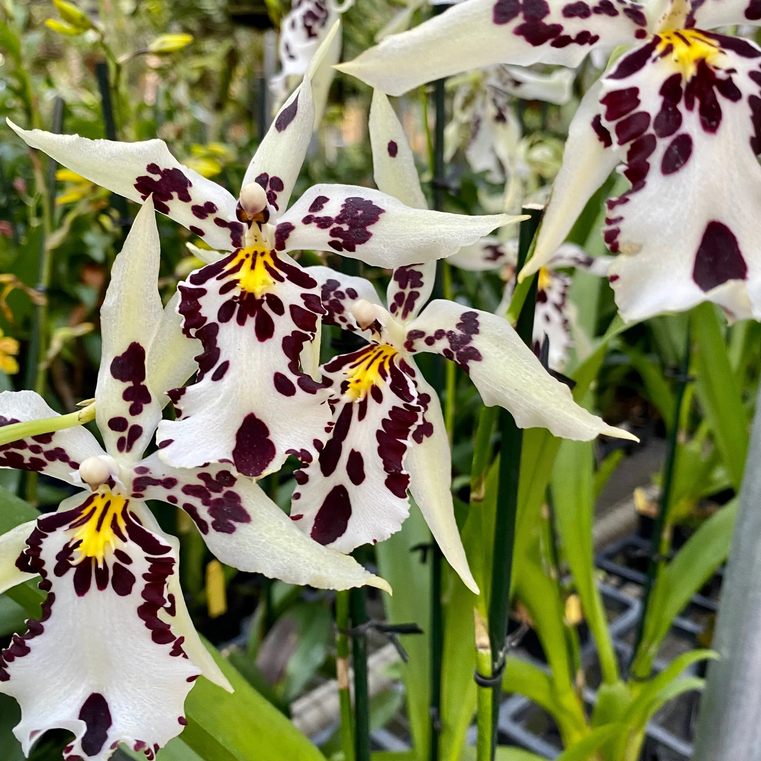 D3BA0F40-6D2F-4521-BF95-3E1CAF477CB4