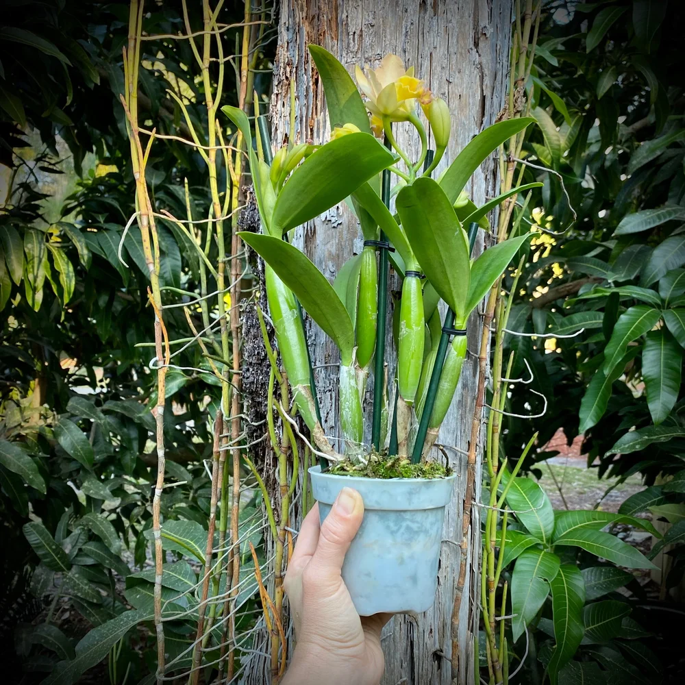 Ctt. Big Time — Palmer Orchids