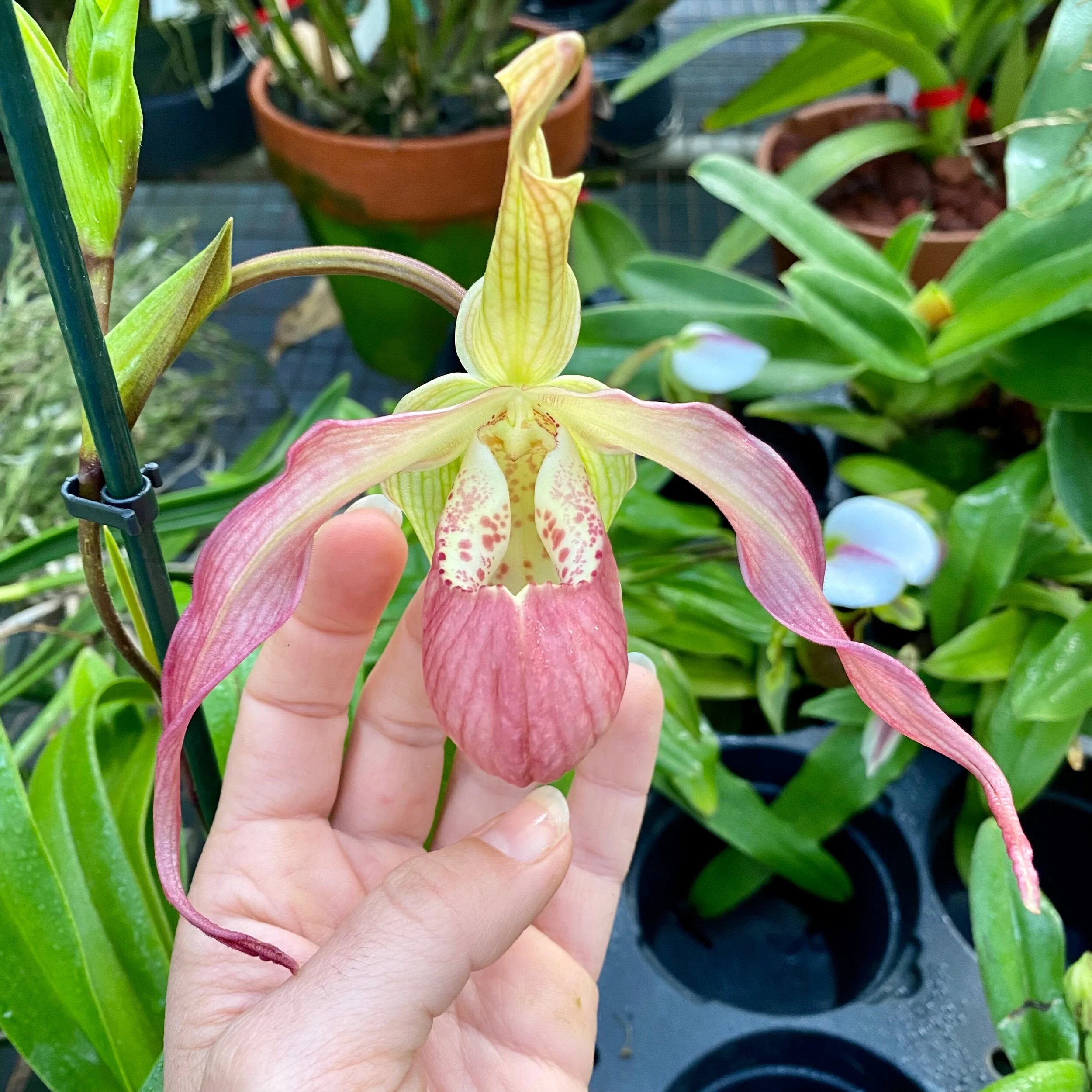Phrag Peruflora's Spirit x wallisii - Palmer Orchids