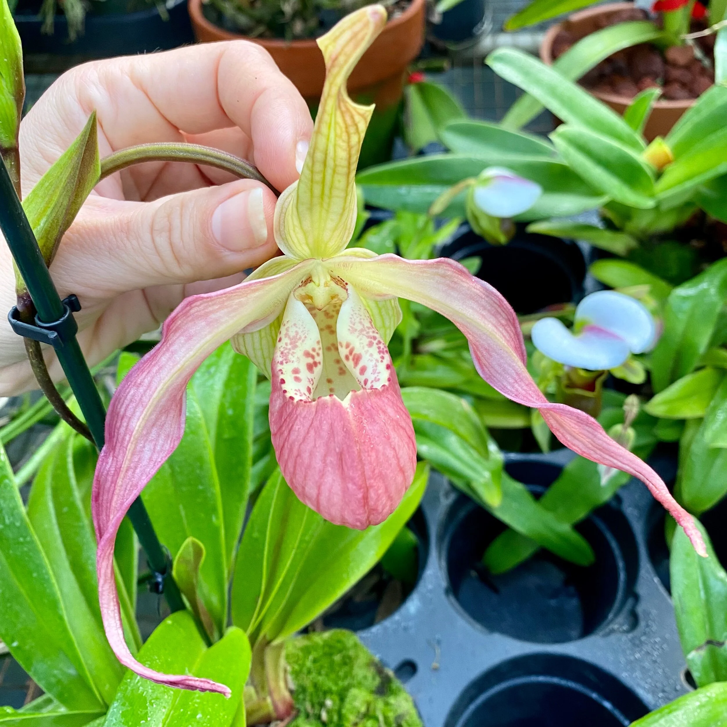 Phrag Peruflora's Spirit x wallisii - Palmer Orchids