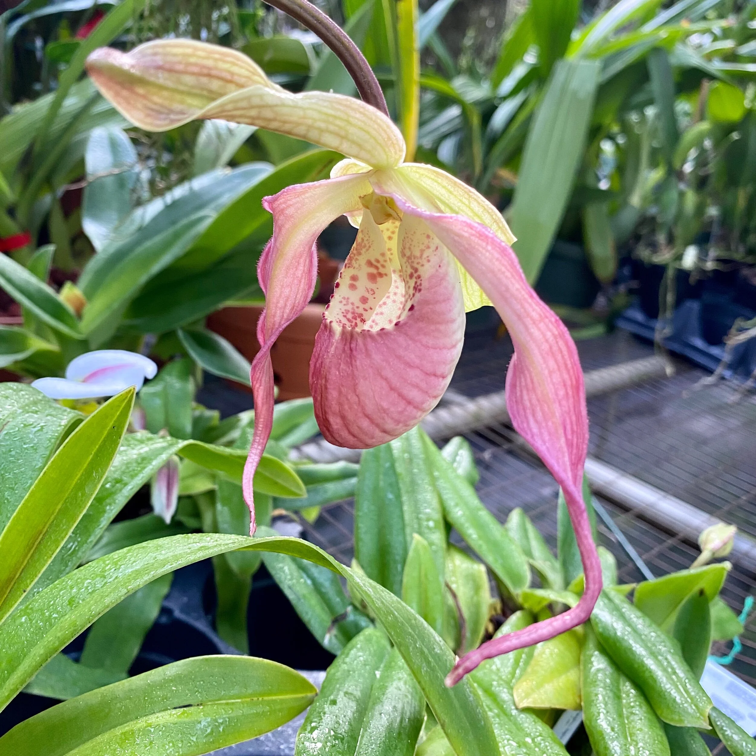 Phrag Peruflora's Spirit x wallisii - Palmer Orchids