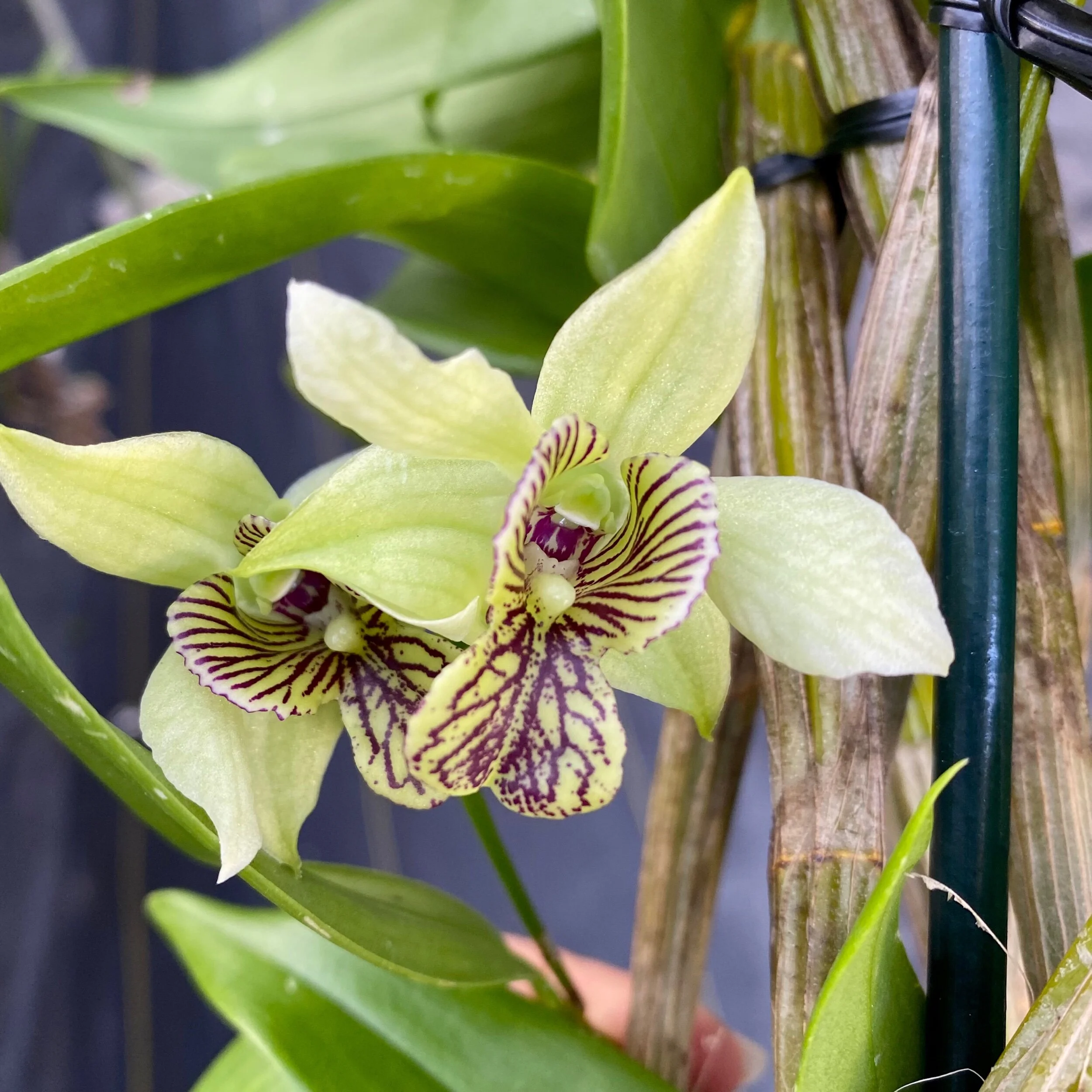 Dendrobium Green Mist x spectabile - Palmer Orchids