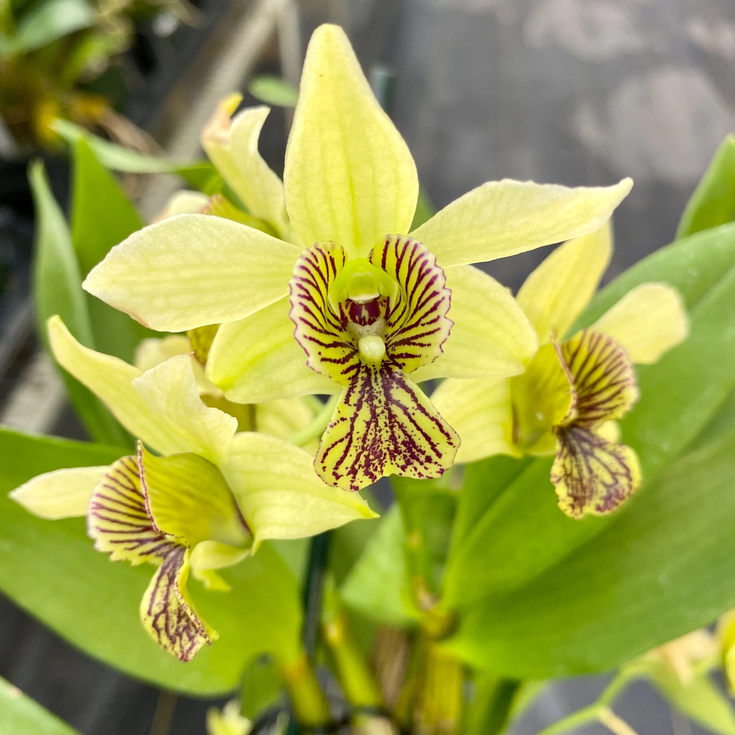 Dendrobium Green Mist x spectabile - Palmer Orchids