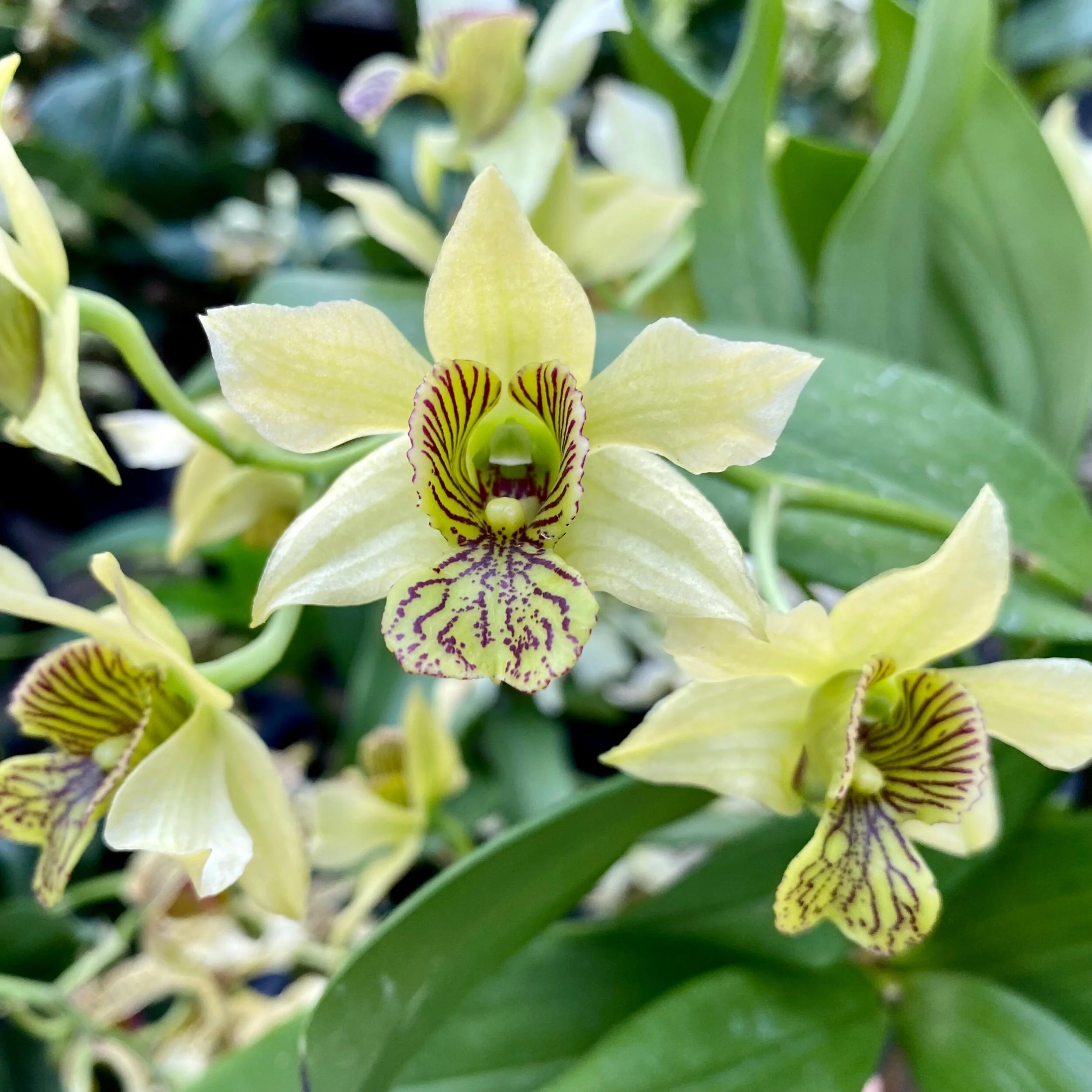 Dendrobium Green Mist x spectabile - Palmer Orchids