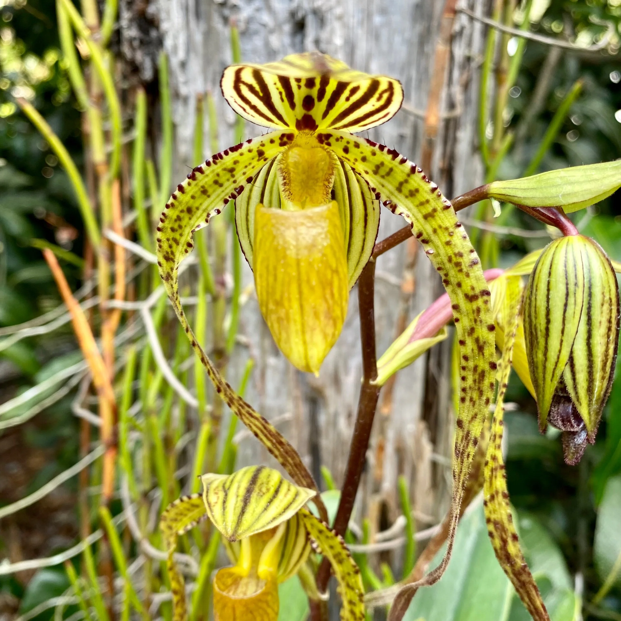 Paph. Reverend Canon Mari