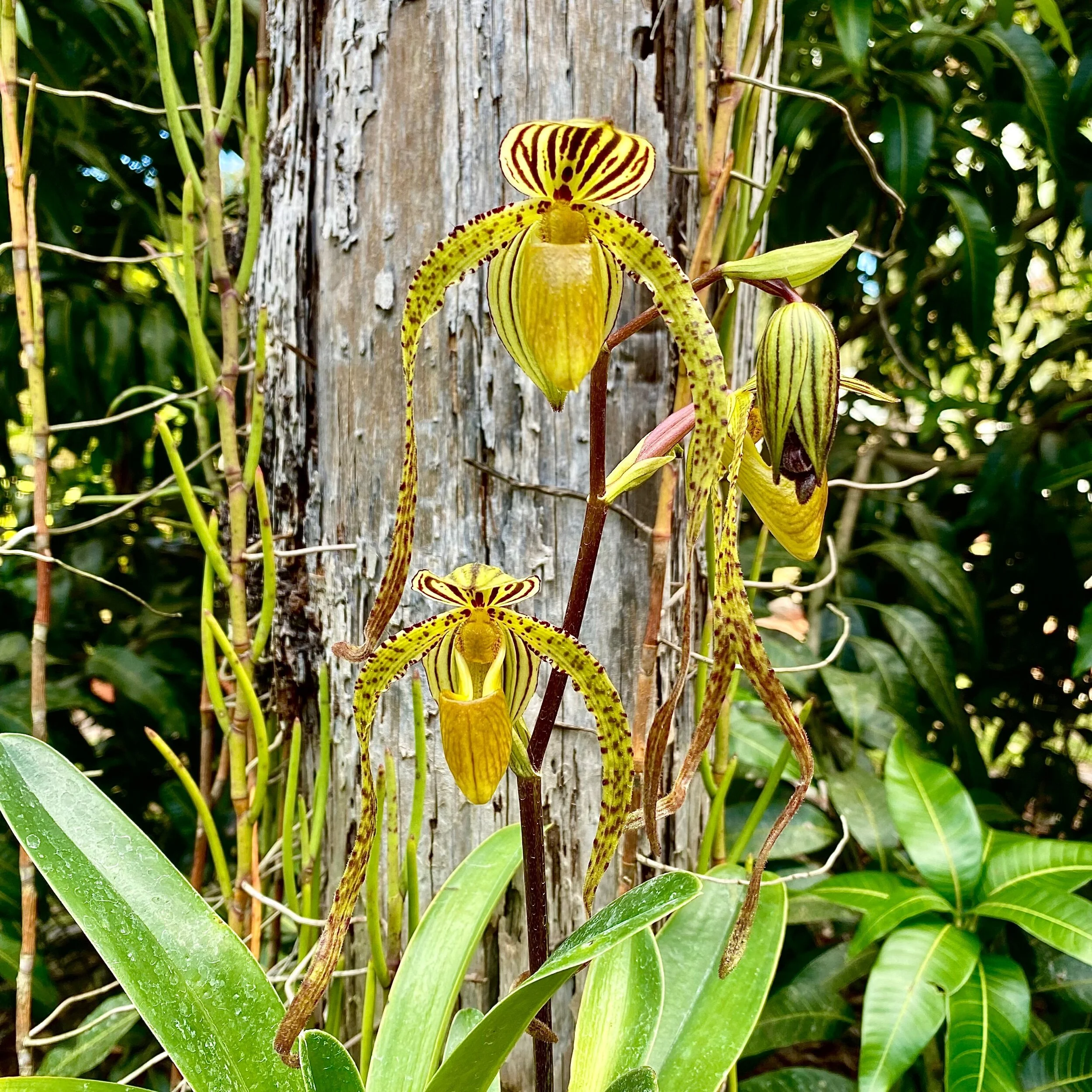 Paph. Reverend Canon Mari