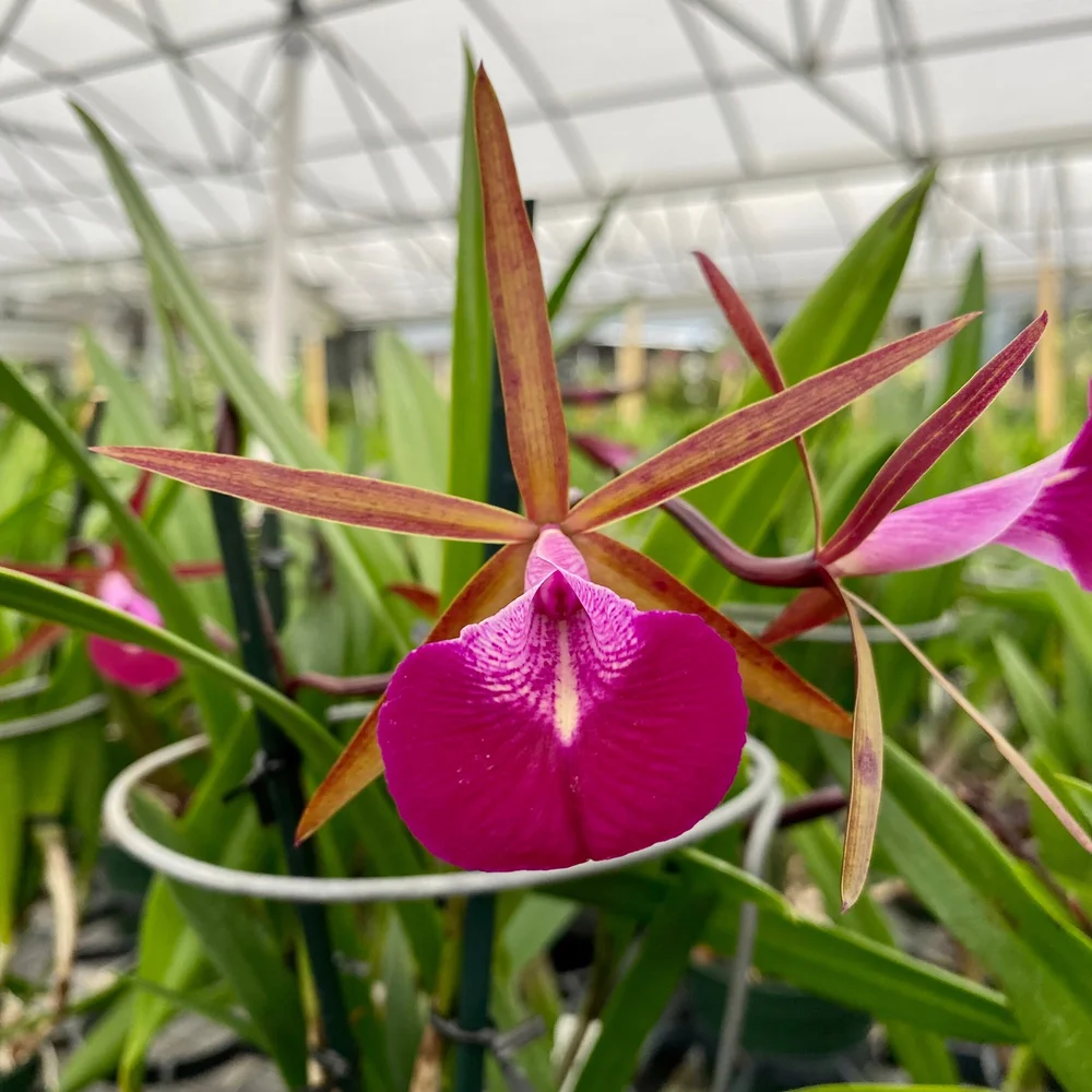 サケハサカナ   サカナハキドリ Bc. Star Ruby 'Xanadu' — Palmer Orchids
