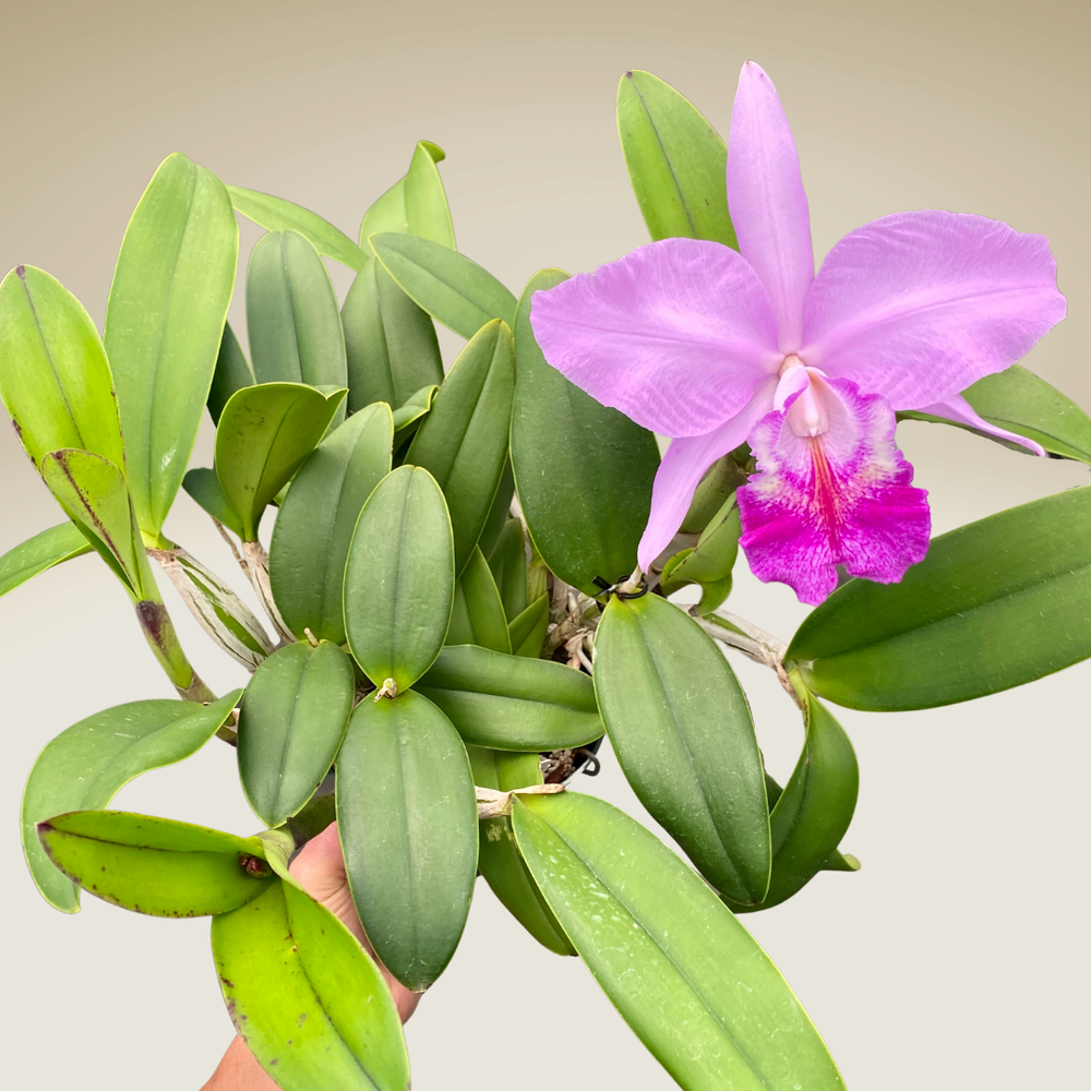 Cattleya様 専用ページ （Cattleya Claesiana f. pelórica | Primary 
