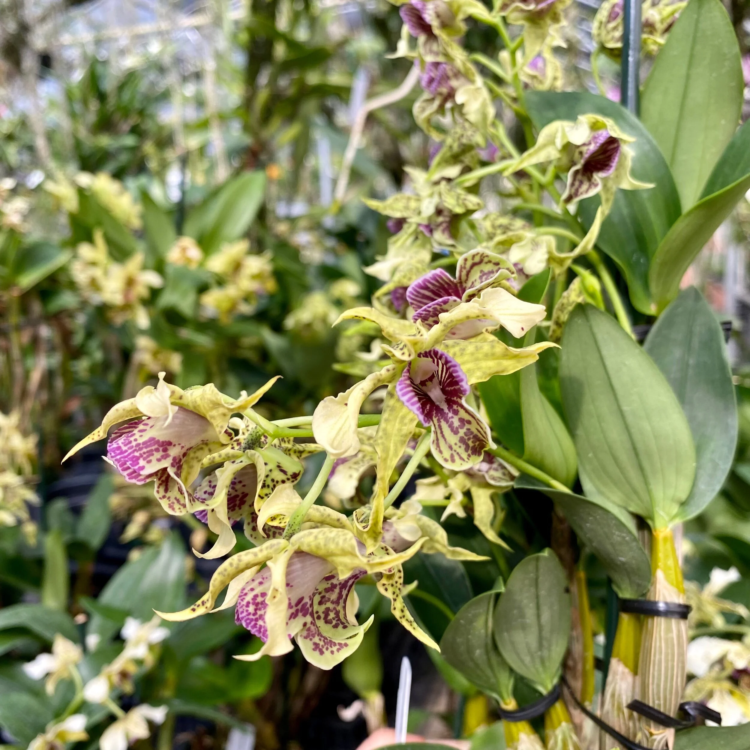 27714E08-2FFC-475F-AB2F-EAB86D7FF07B