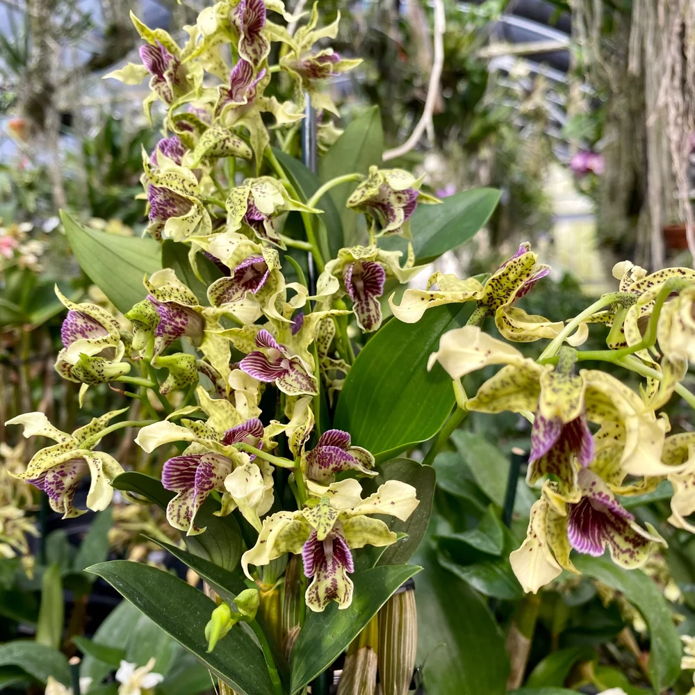 テラノバ サクラ＆グリーンティ EDC120ml 稀少 入手困難Hawaii Den. Quintals Express — Palmer Orchids