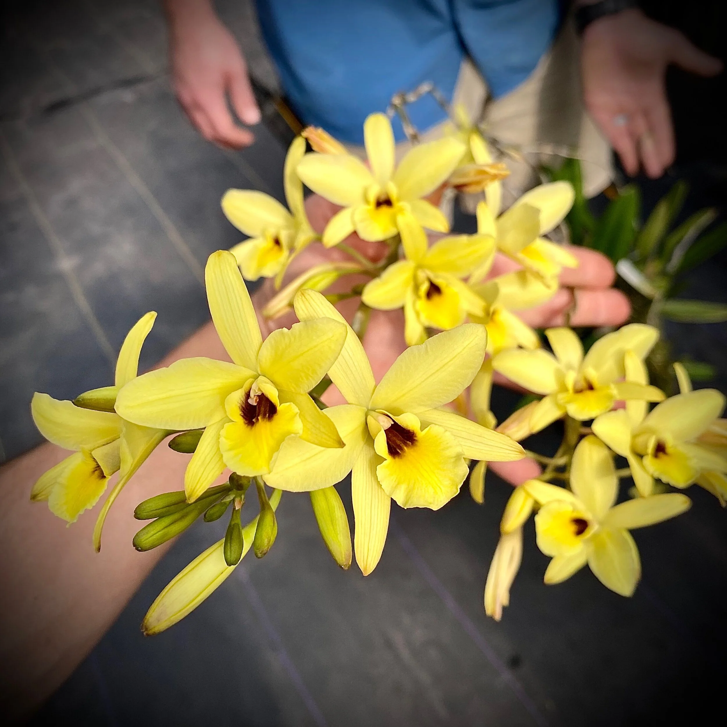 Laelia aurea - Palmer Orchids
