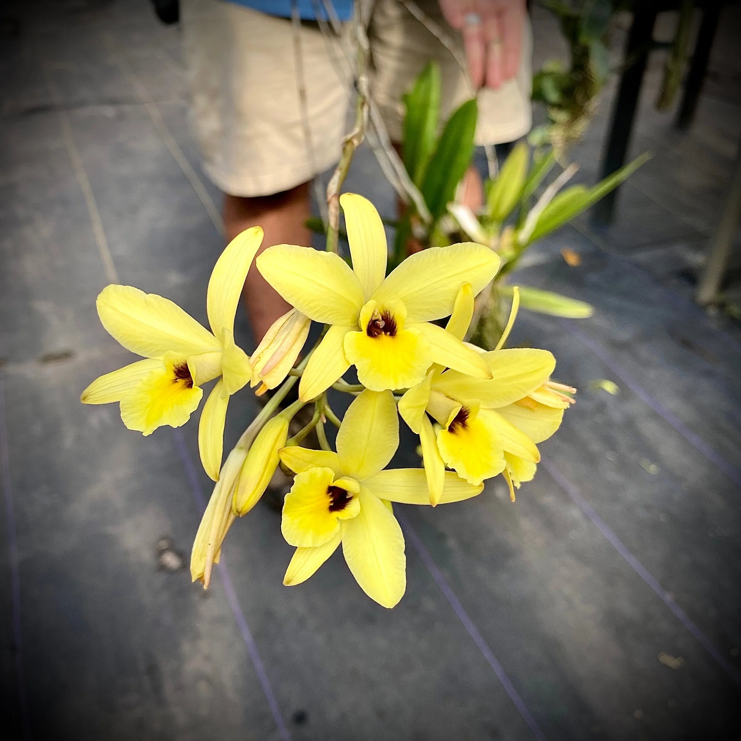 Laelia aurea - Palmer Orchids