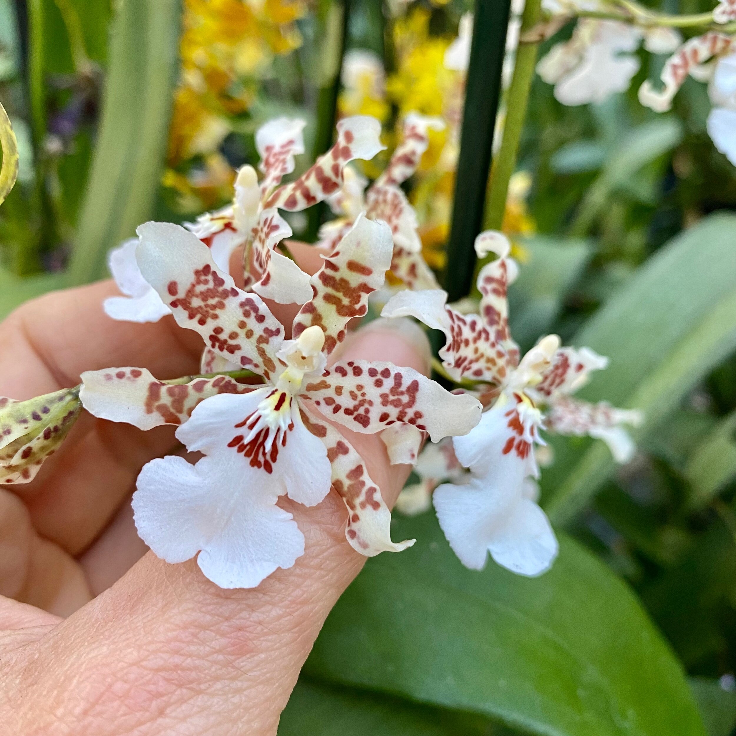 Onc. Speckled Spire 'Snowflake' - Palmer Orchids