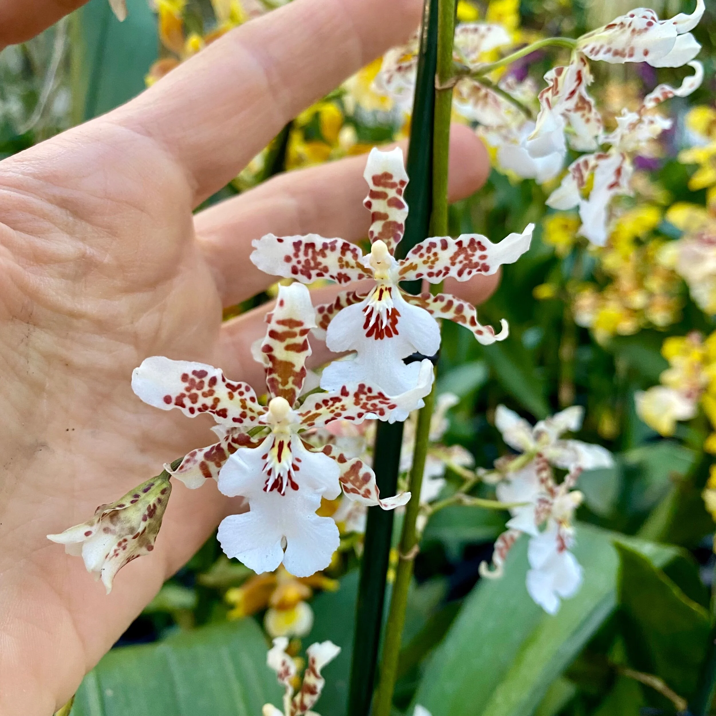 Onc. Speckled Spire 'Snowflake' - Palmer Orchids
