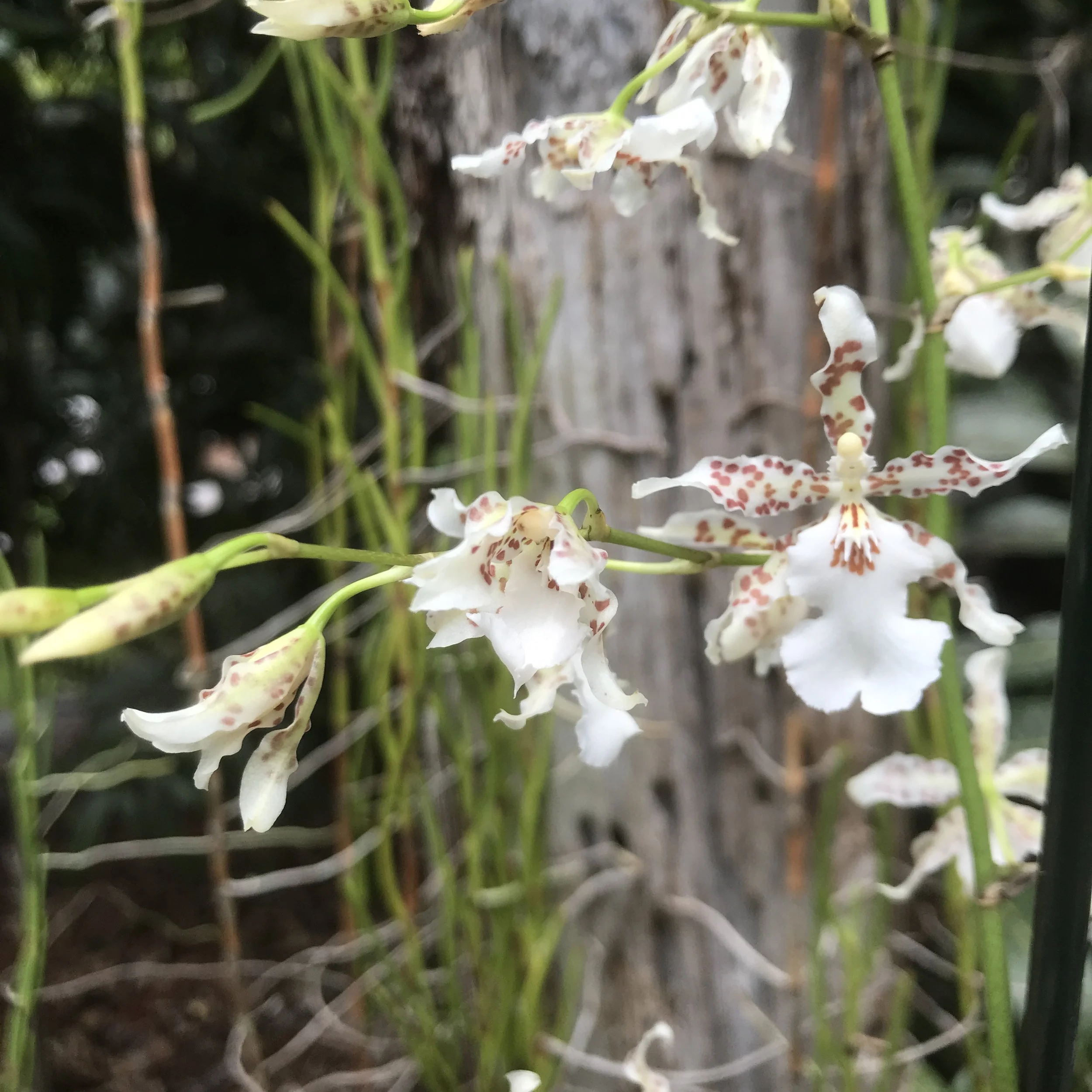 Onc. Speckled Spire 'Snowflake' - Palmer Orchids